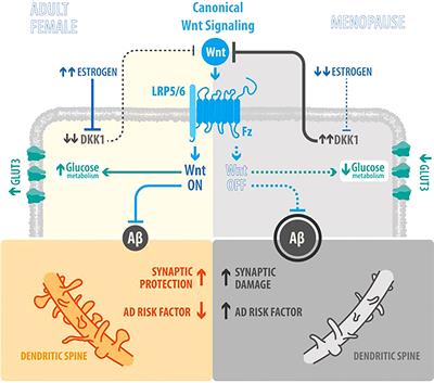 Menopause and development of Alzheimer’s disease: Roles of neural glucose metabolism and Wnt signaling